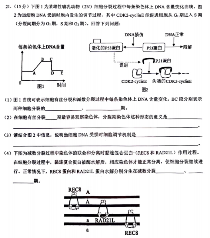 湖北鄂东南联盟学校2024高三期中联考生物试题及答案解析