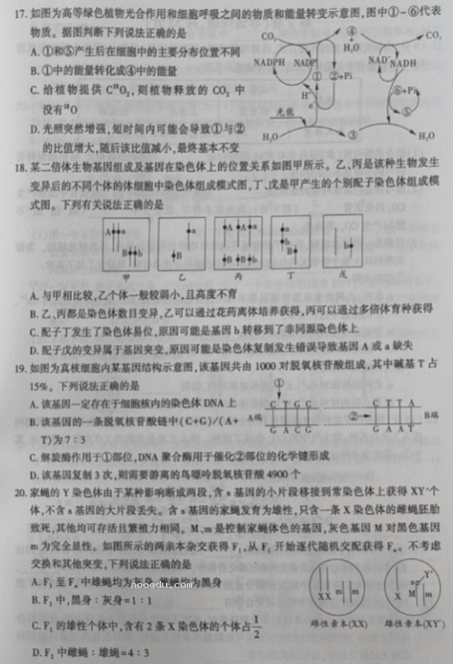 辽宁沈阳联合体2024高三期中检测考试生物试题及答案解析