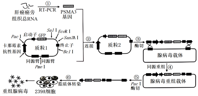 江苏南京六校联合体2024高三10月联合调研生物试题及答案