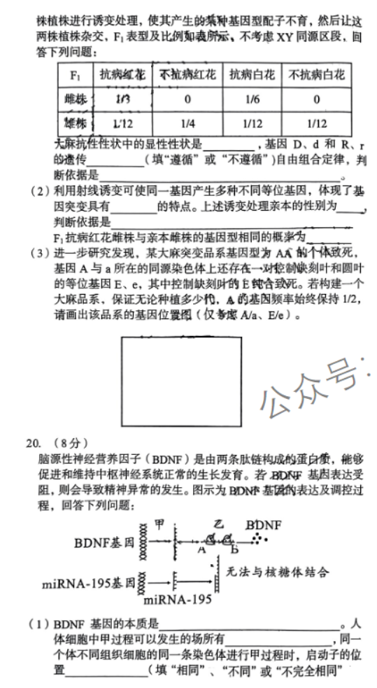 安徽A10联盟2024高三11月阶段考生物试题及答案解析