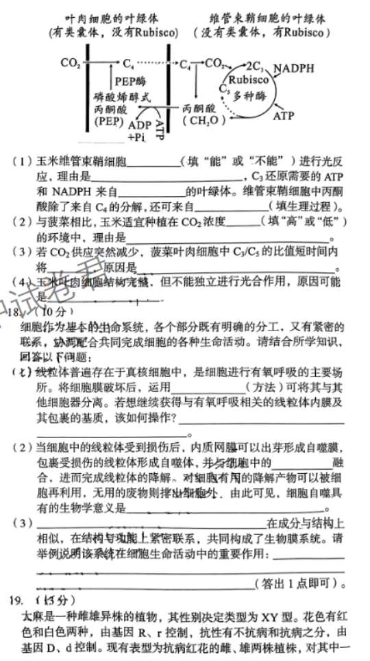 安徽A10联盟2024高三11月阶段考生物试题及答案解析