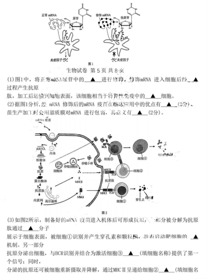 江苏省镇江市2024高三11月期中考试生物试题及答案解析