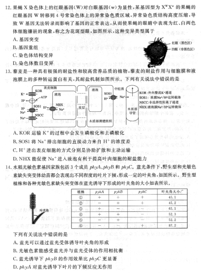 广东衡水金卷2024高三年级11月大联考生物试题及答案解析