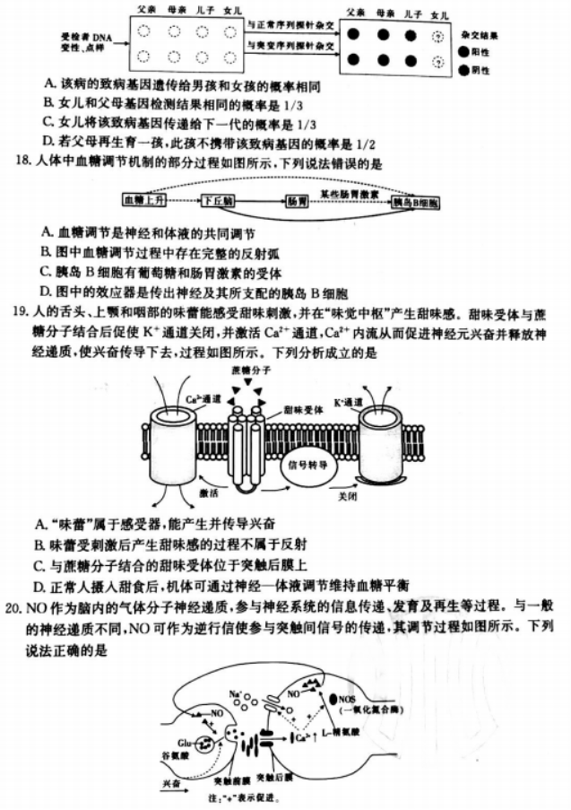 辽宁葫芦岛协作校2024高三第二次考试生物试题及答案解析