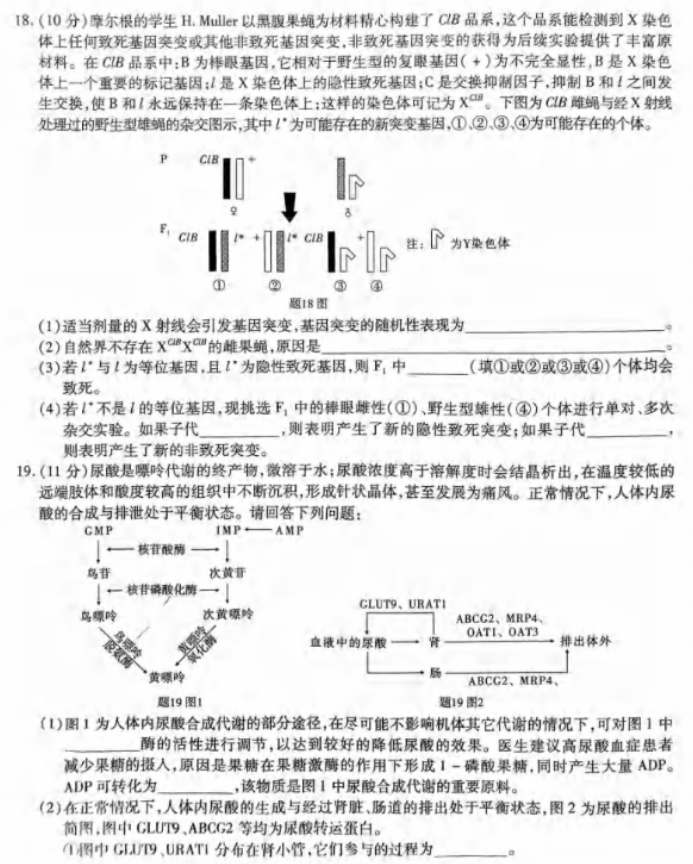 重庆市2024高三第四次质量检测生物试题及答案解析