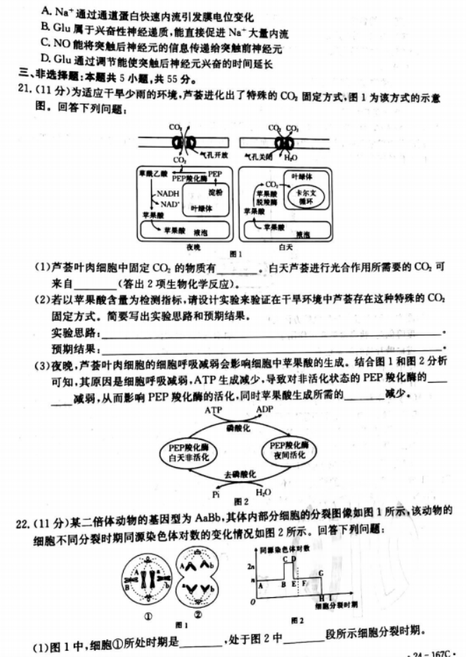 辽宁葫芦岛协作校2024高三第二次考试生物试题及答案解析