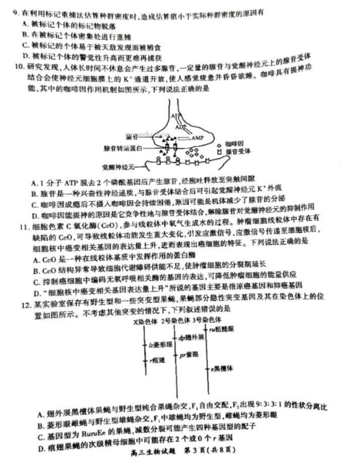 福建厦门2024高三3月市质检生物试题及答案解析