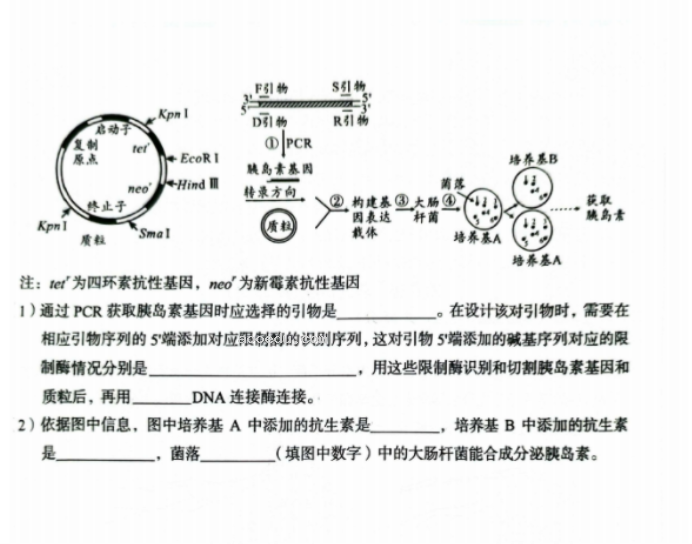 安徽A10联盟2025届高三8月开学摸底考生物试题及答案