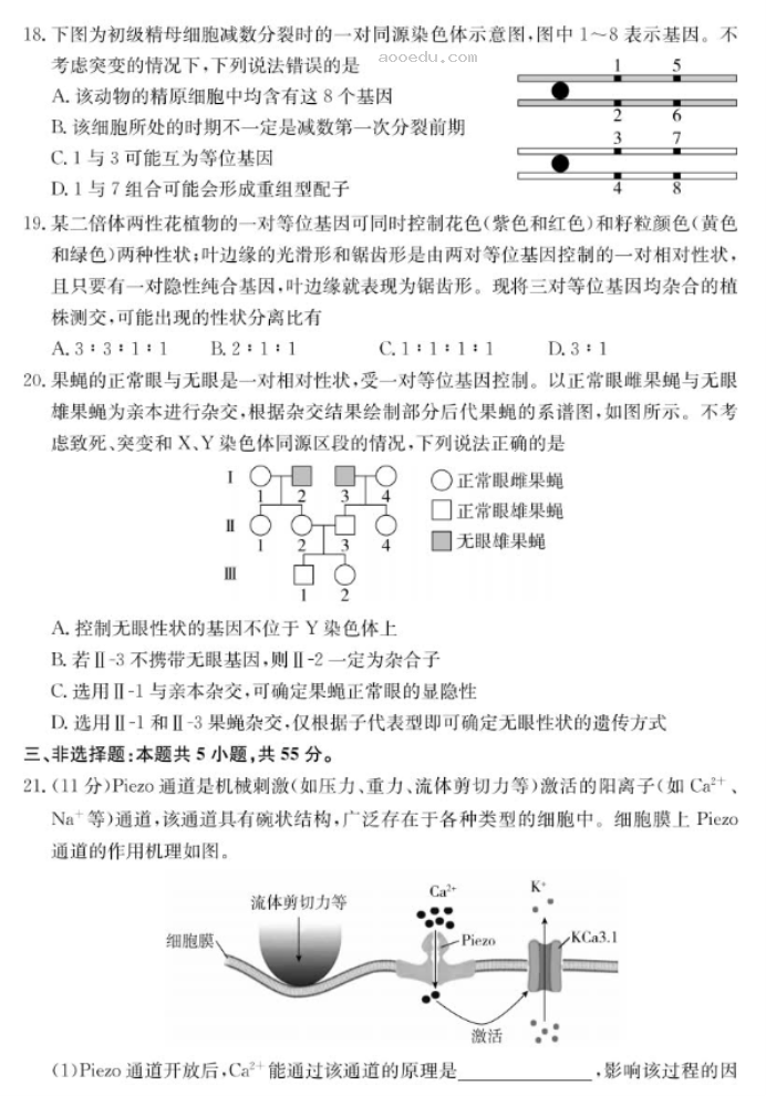 山东新高考联合质量测评2025高三10月联考生物试题及答案