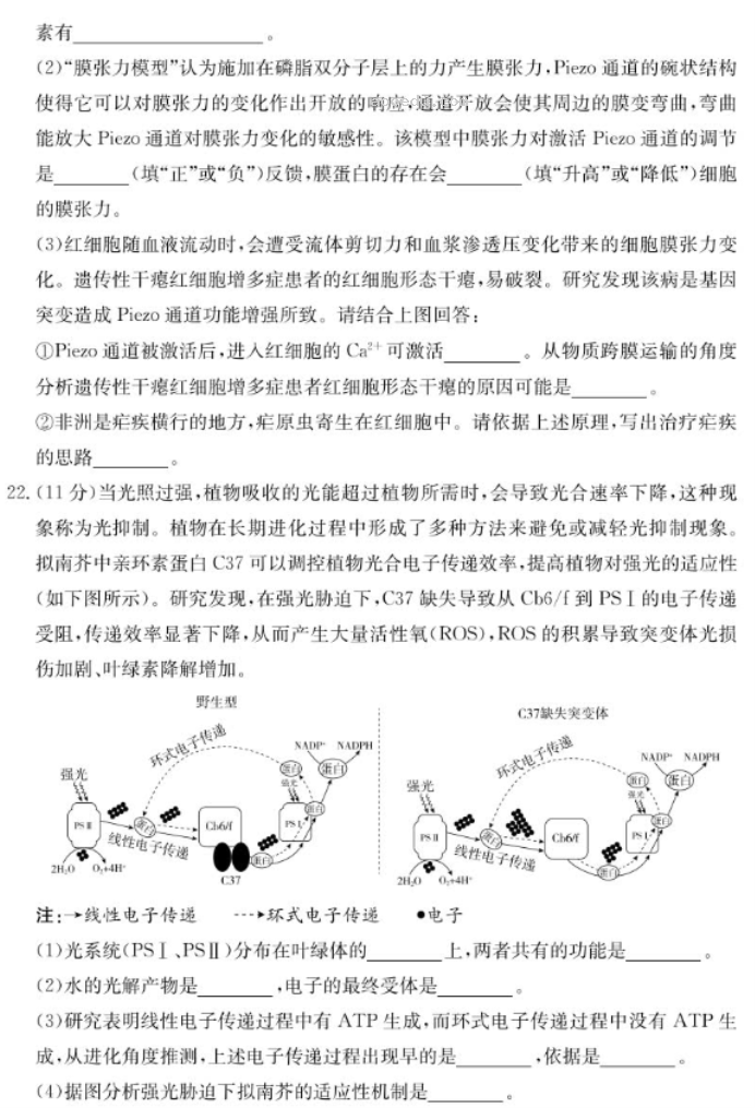 山东新高考联合质量测评2025高三10月联考生物试题及答案